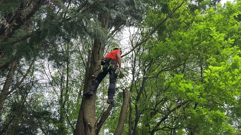 Why Choose Our Tree Removal Services in Winterville, NC?