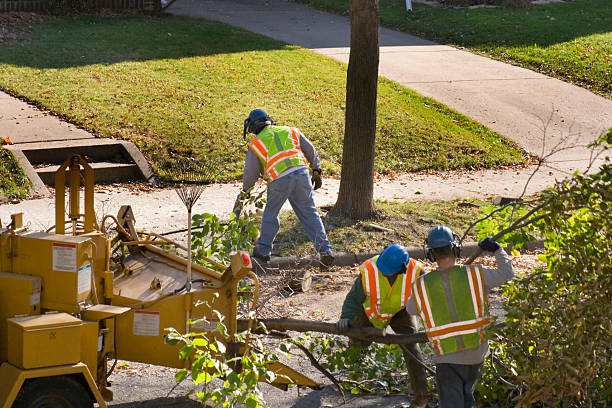 Winterville, NC  Tree Services Company